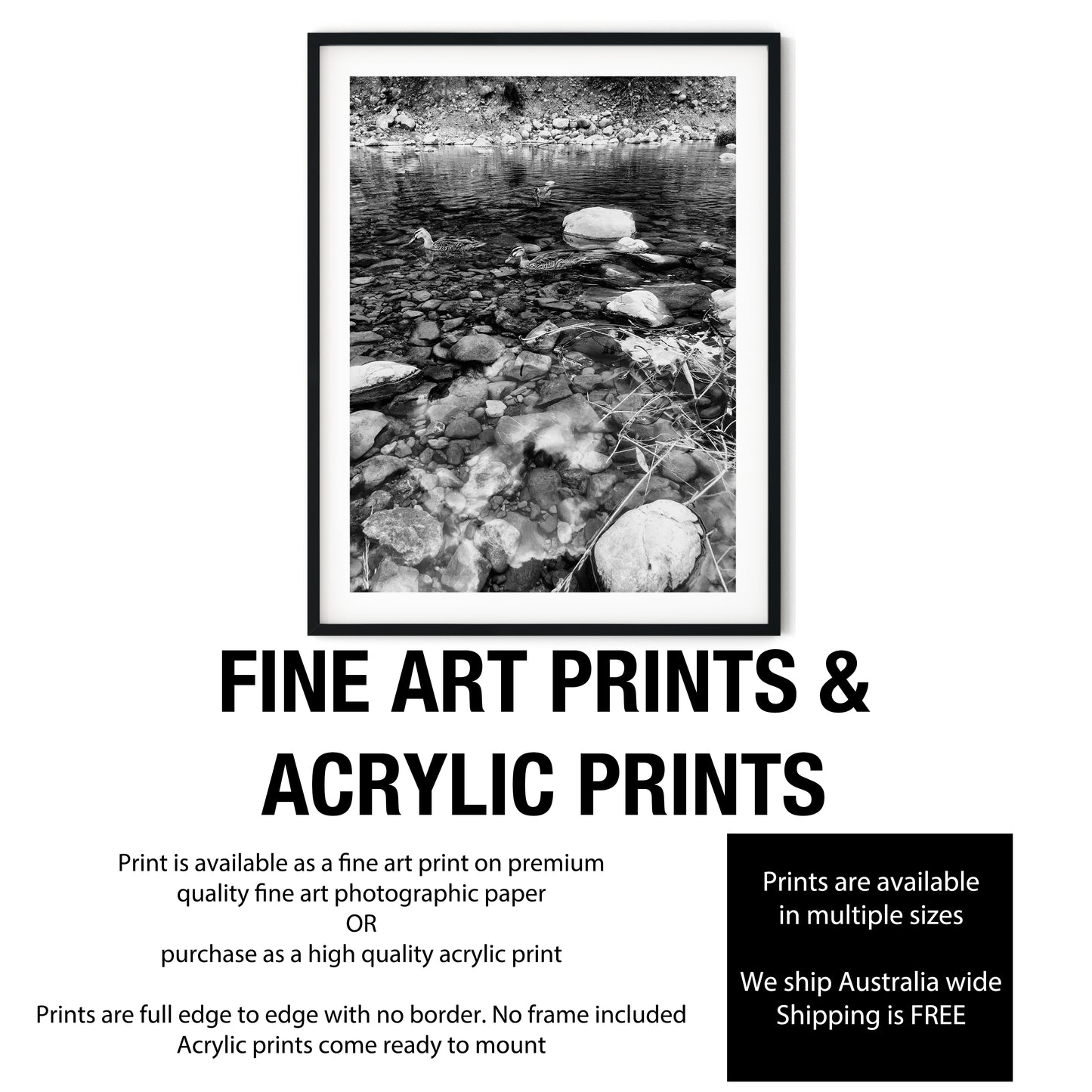 Ducks in Clear Rocky Stream Black and White Print