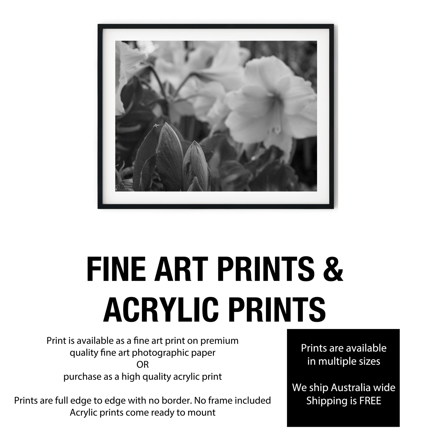 Amaryllis Flowers and Buds Black and White Print