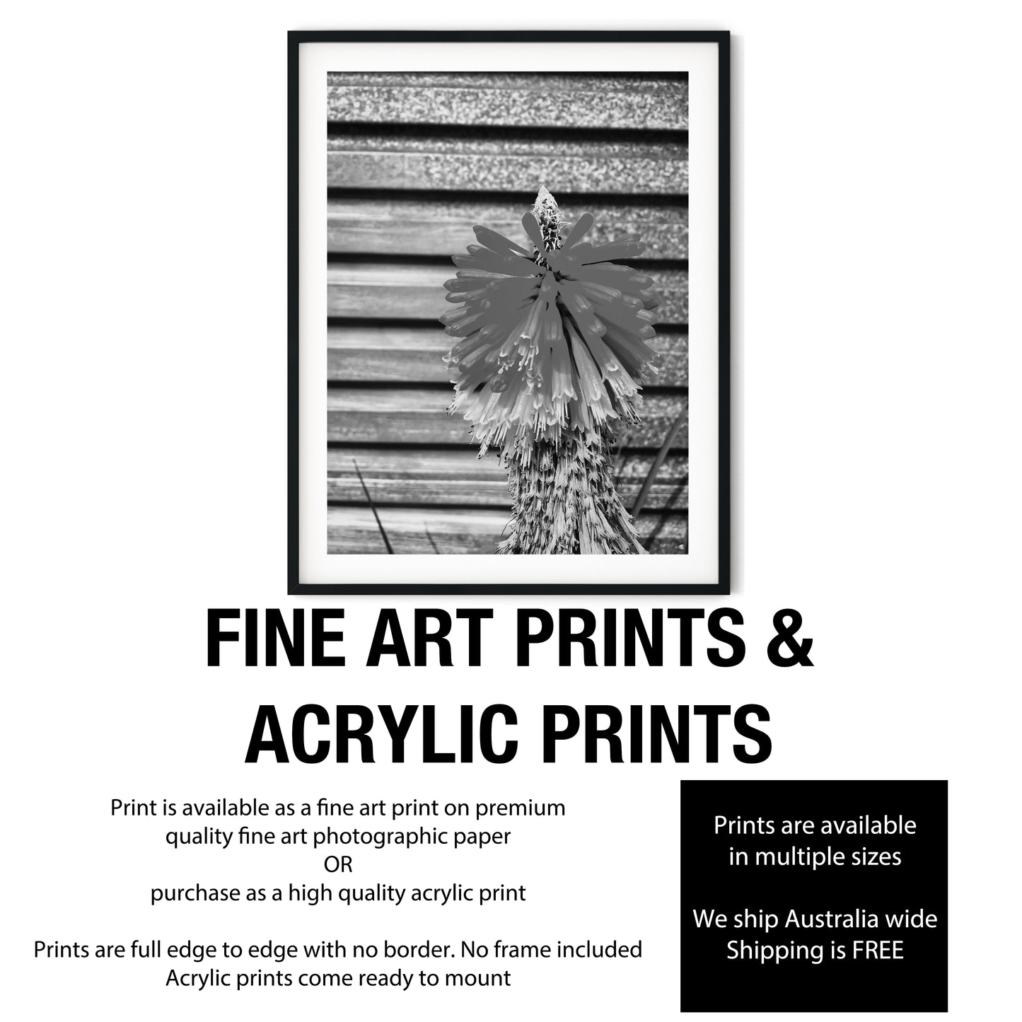 Red Hot Poker Flower Black and White Print