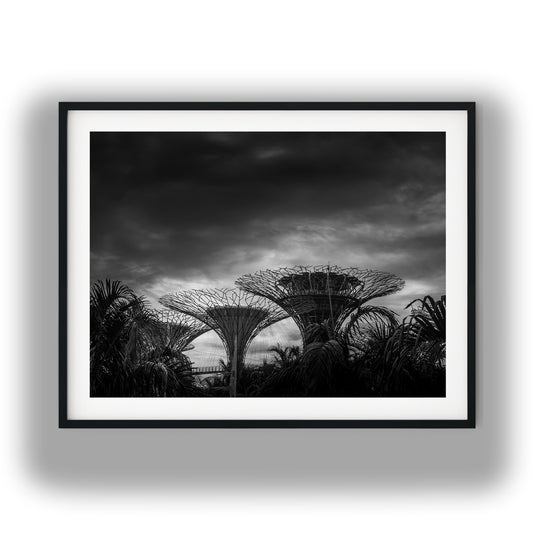Dramatic Supertree Grove Singapore Black and White Print