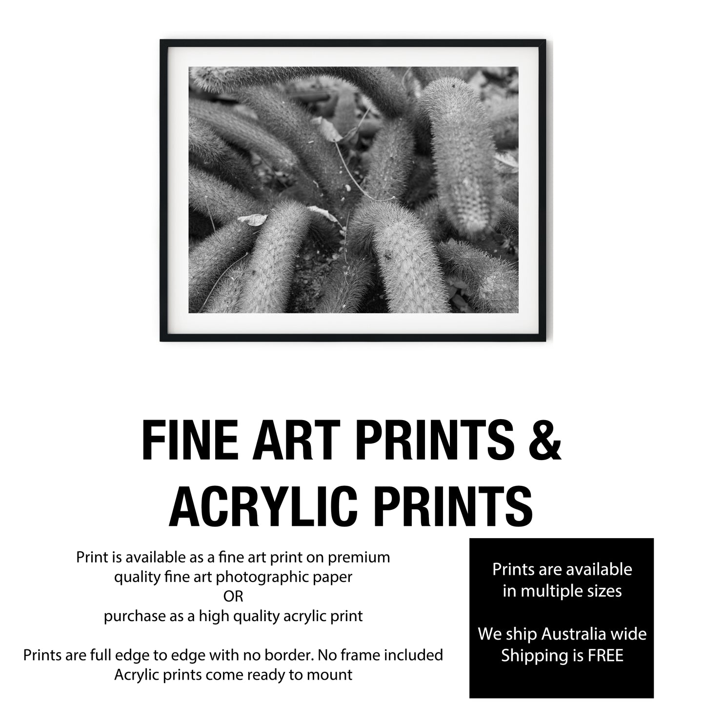 Creeping Spiny Cactus Stems Black and White Print