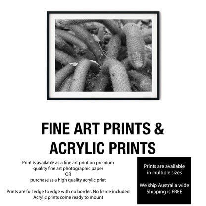 Creeping Spiny Cactus Stems Black and White Print