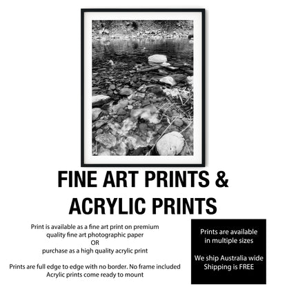 Ducks in Clear Rocky Stream Black and White Print
