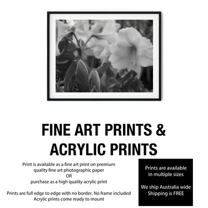 Amaryllis Flowers and Buds Black and White Print