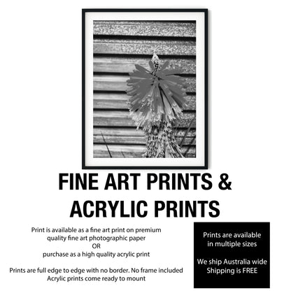 Red Hot Poker Flower Black and White Print