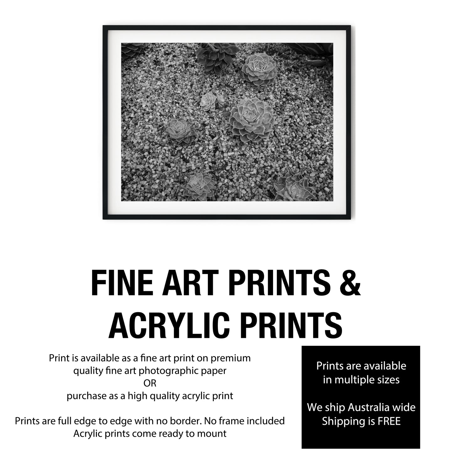 Echeveria Succulents in Gravel Black and White Print