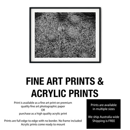 Echeveria Succulents in Gravel Black and White Print