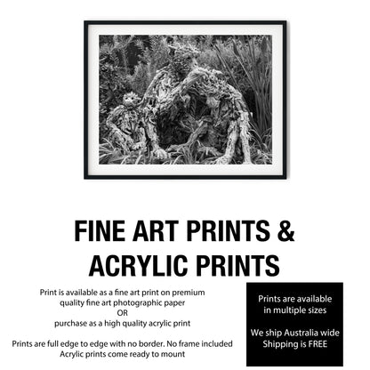 Driftwood Monkey Family Sculptures Black and White Print