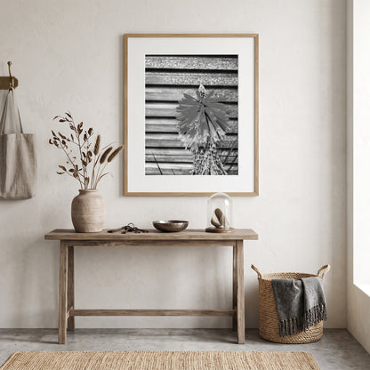 Red Hot Poker Flower Black and White Print
