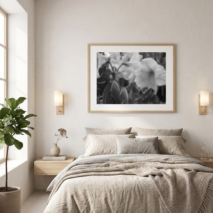 Amaryllis Flowers and Buds Black and White Print