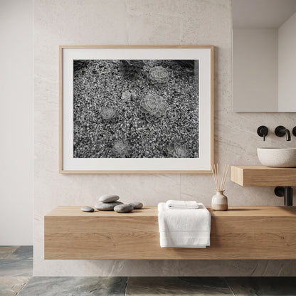 Echeveria Succulents in Gravel Black and White Print