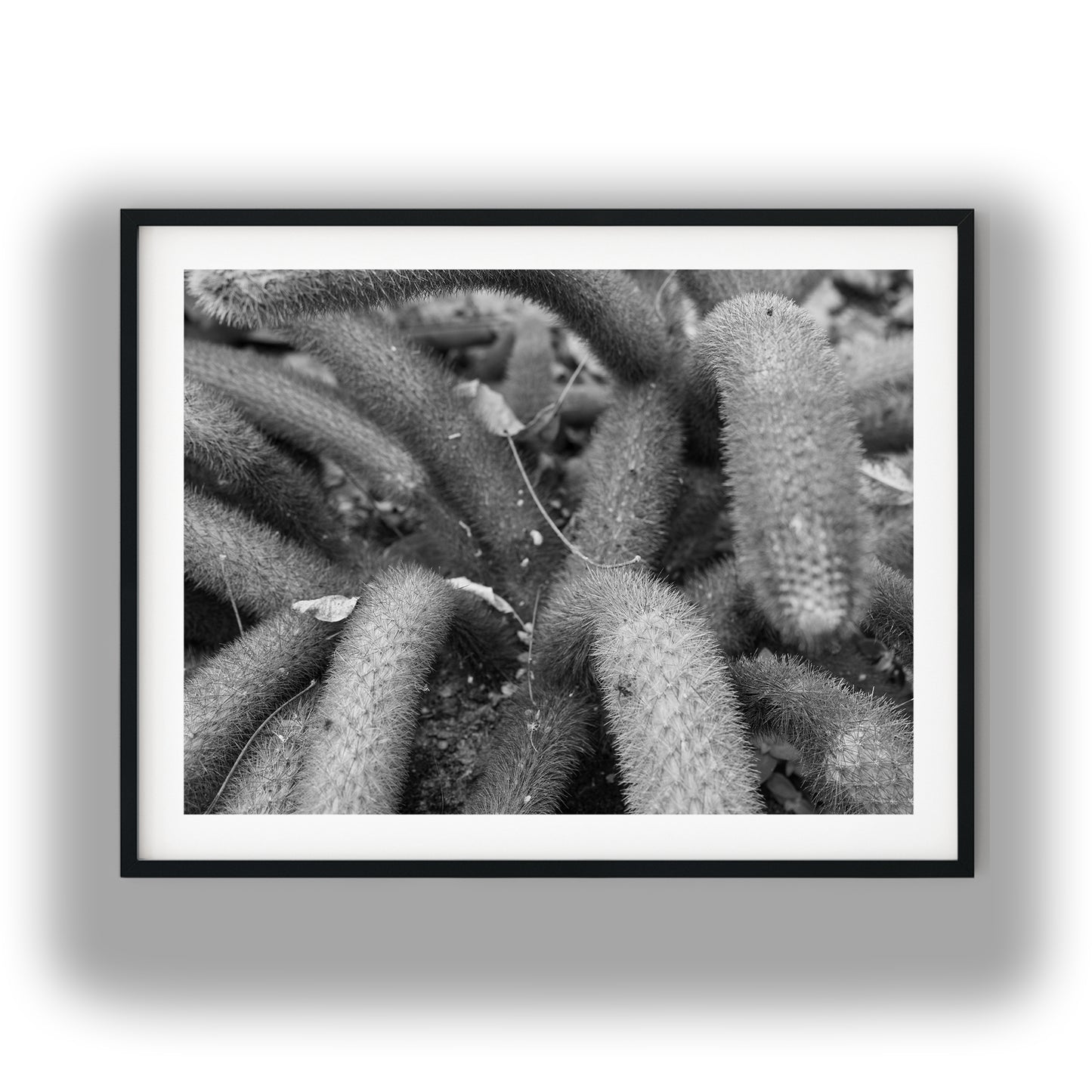 Creeping Spiny Cactus Stems Black and White Print
