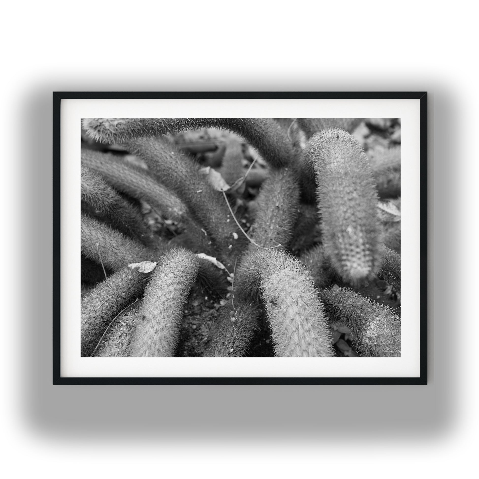 Creeping Spiny Cactus Stems Black and White Print