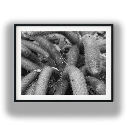 Creeping Spiny Cactus Stems Black and White Print