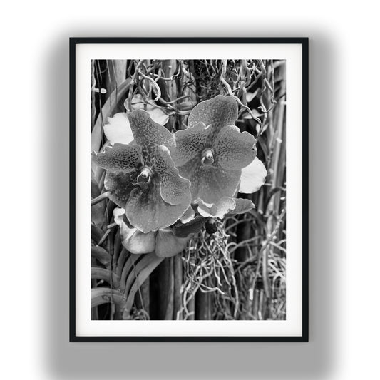 Orchid Blooms Botanical Black and White Print