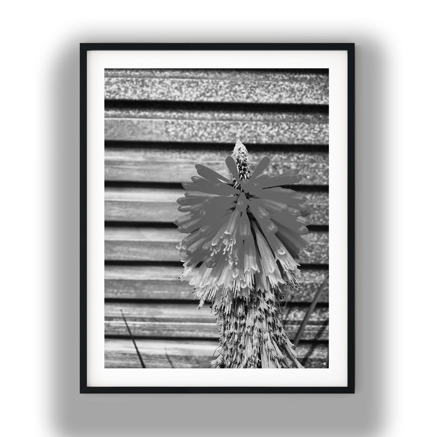 Red Hot Poker Flower Black and White Print