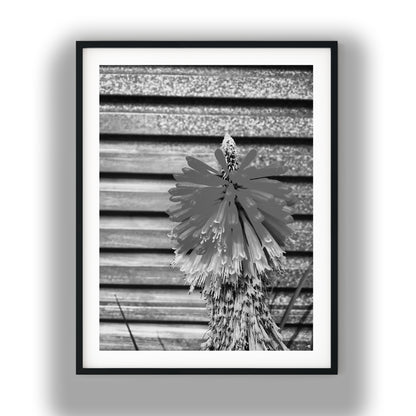 Red Hot Poker Flower Black and White Print