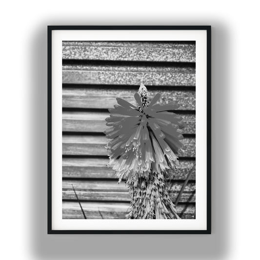Red Hot Poker Flower Black and White Print