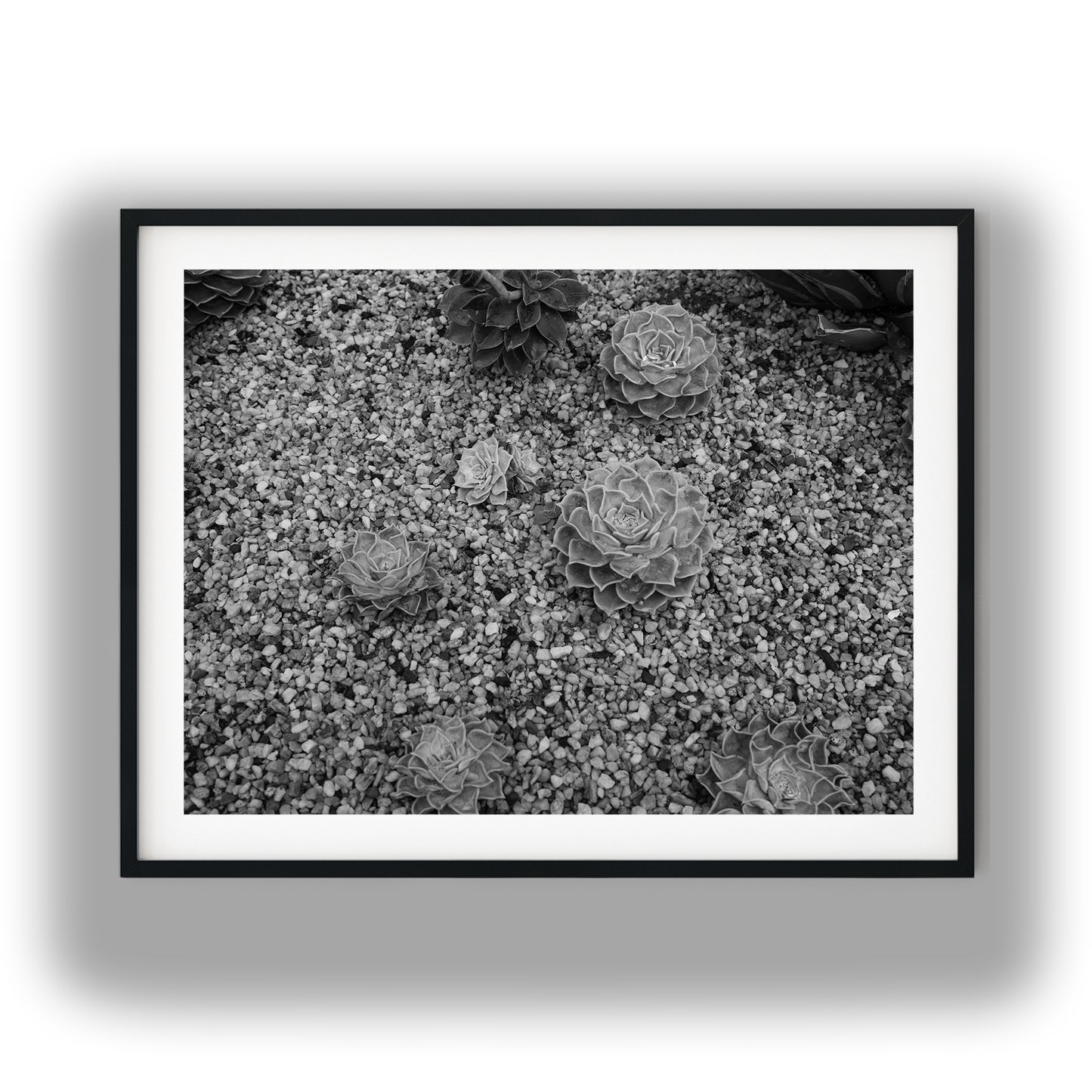 Echeveria Succulents in Gravel Black and White Print