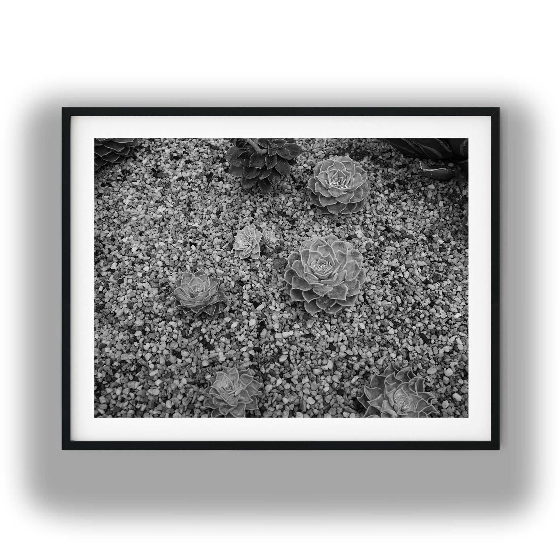 Echeveria Succulents in Gravel Black and White Print