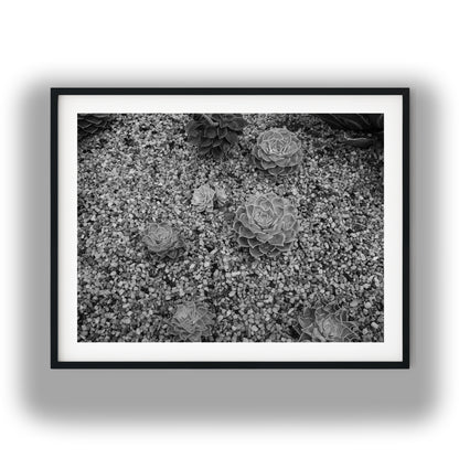 Echeveria Succulents in Gravel Black and White Print