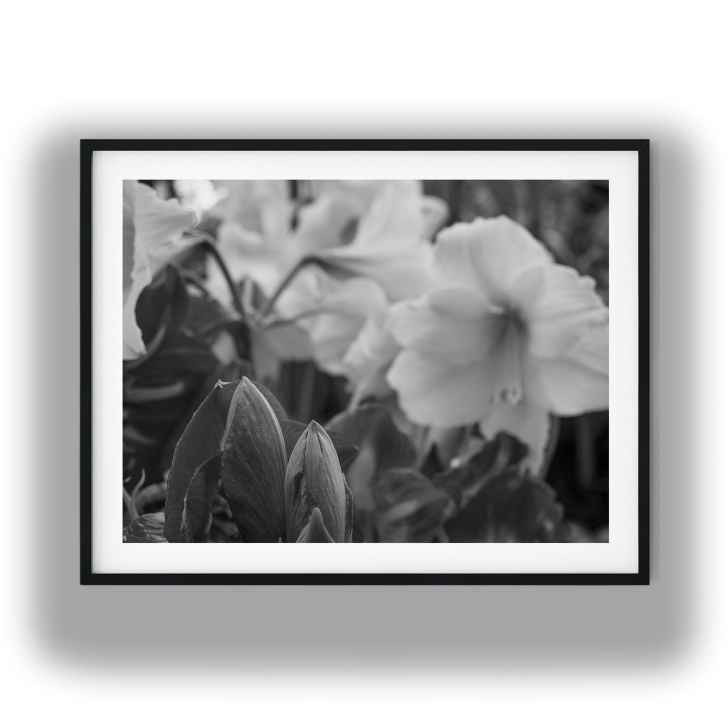 Amaryllis Flowers and Buds Black and White Print