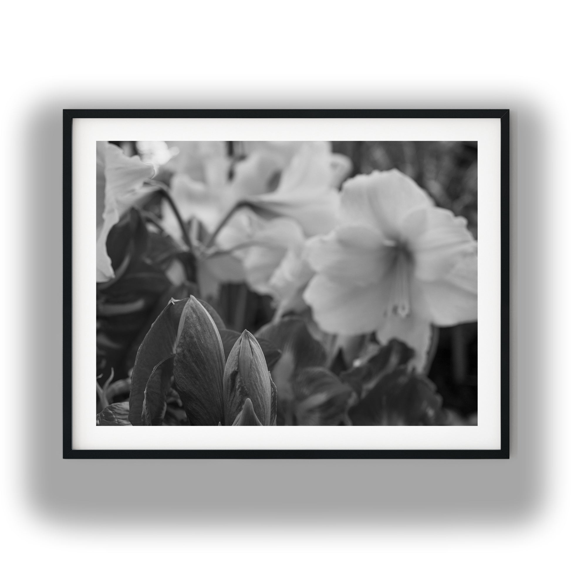 Amaryllis Flowers and Buds Black and White Print