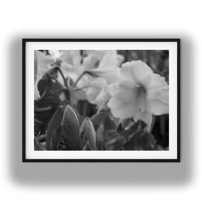 Amaryllis Flowers and Buds Black and White Print