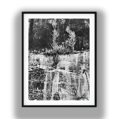 Resilient Plants on Weathered Rock Cliff Face Black and White Print