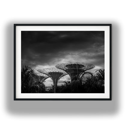 Dramatic Supertree Grove Singapore Black and White Print