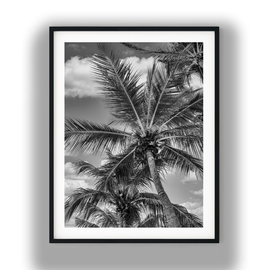 Tropical Palm Trees Black and White Print