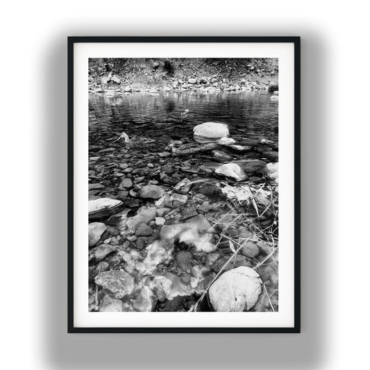 Ducks in Clear Rocky Stream Black and White Print