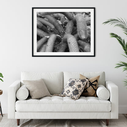 Creeping Spiny Cactus Stems Black and White Print