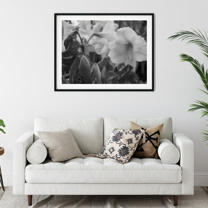 Amaryllis Flowers and Buds Black and White Print