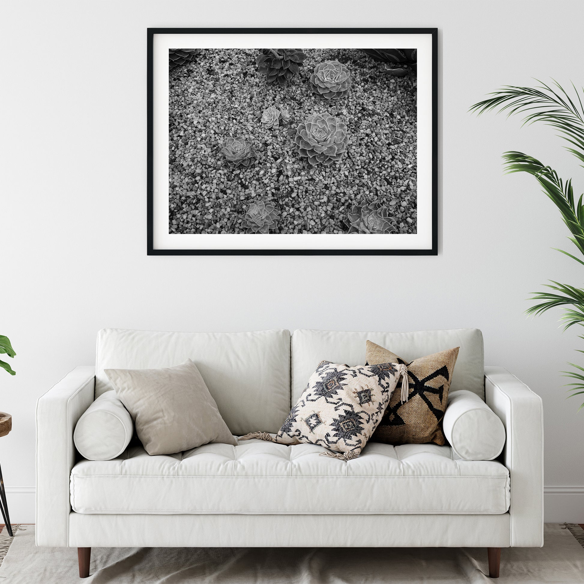 Echeveria Succulents in Gravel Black and White Print