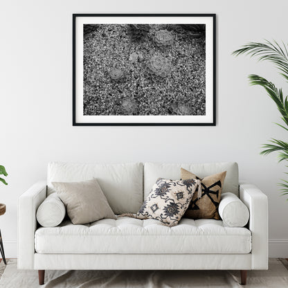 Echeveria Succulents in Gravel Black and White Print