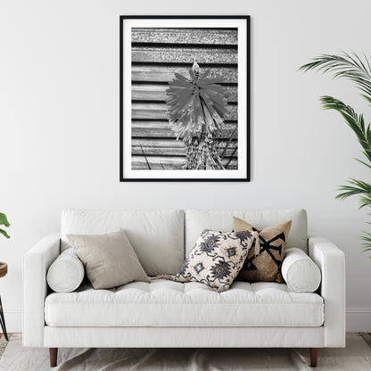 Red Hot Poker Flower Black and White Print