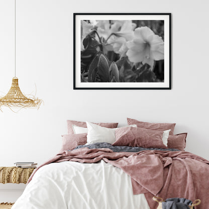 Amaryllis Flowers and Buds Black and White Print