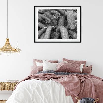 Creeping Spiny Cactus Stems Black and White Print