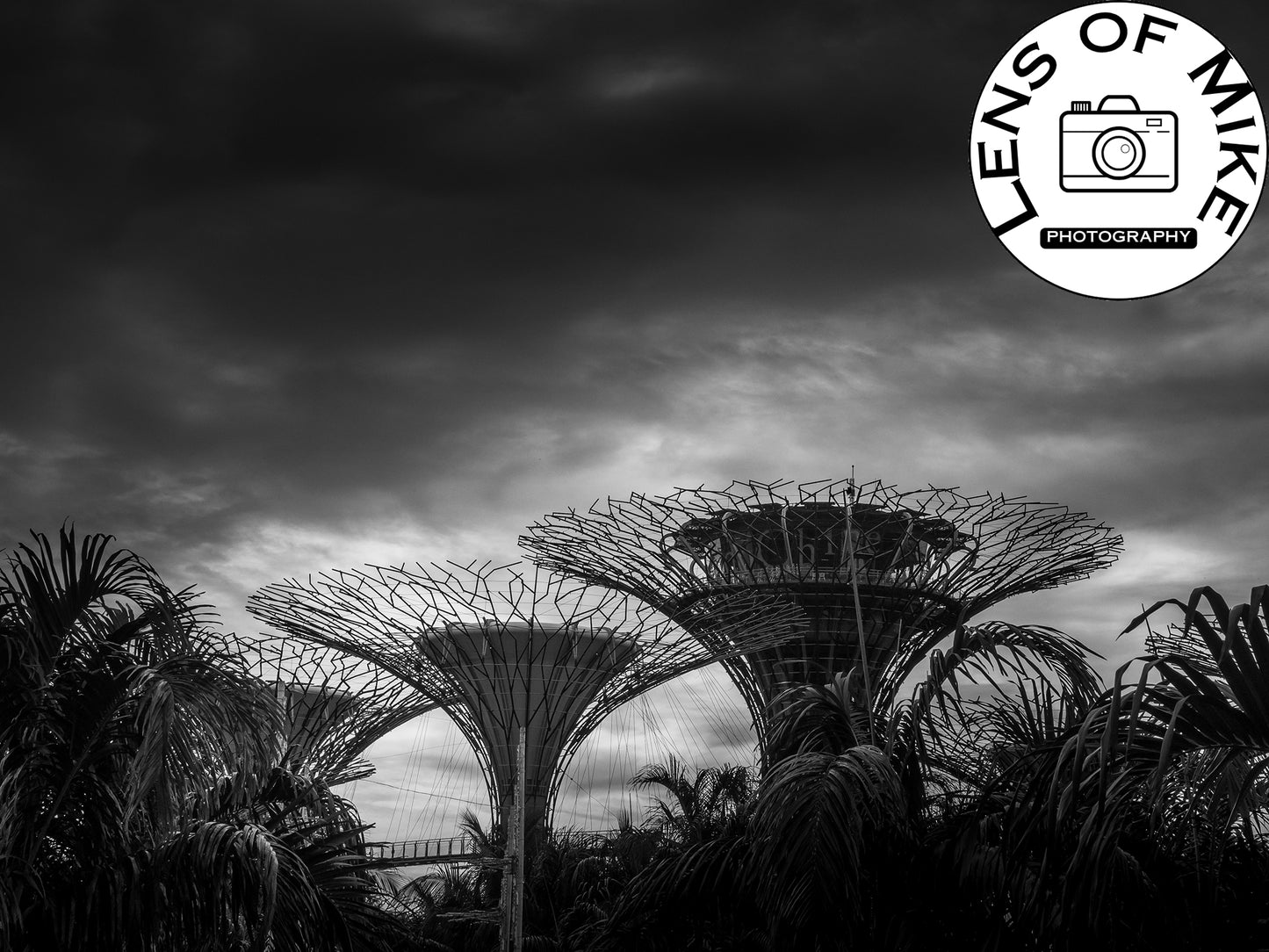 Dramatic Supertree Grove Singapore Black and White Print