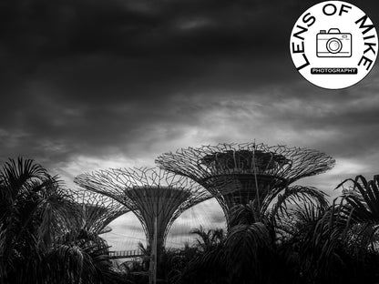 Dramatic Supertree Grove Singapore Black and White Print