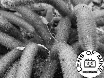 Creeping Spiny Cactus Stems Black and White Print