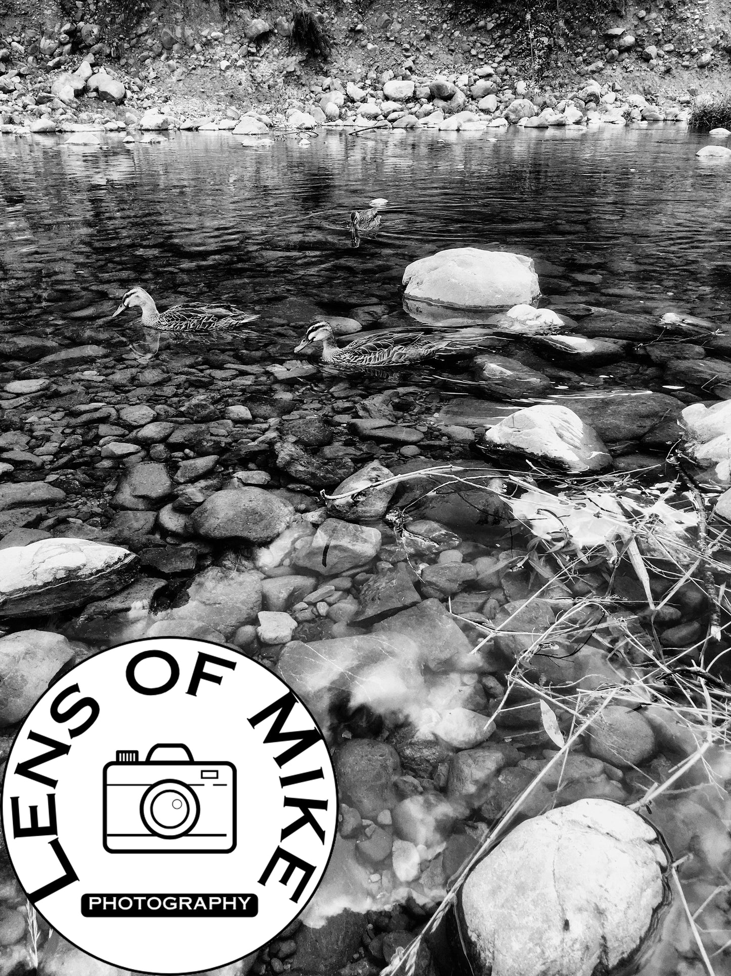 Ducks in Clear Rocky Stream Black and White Print