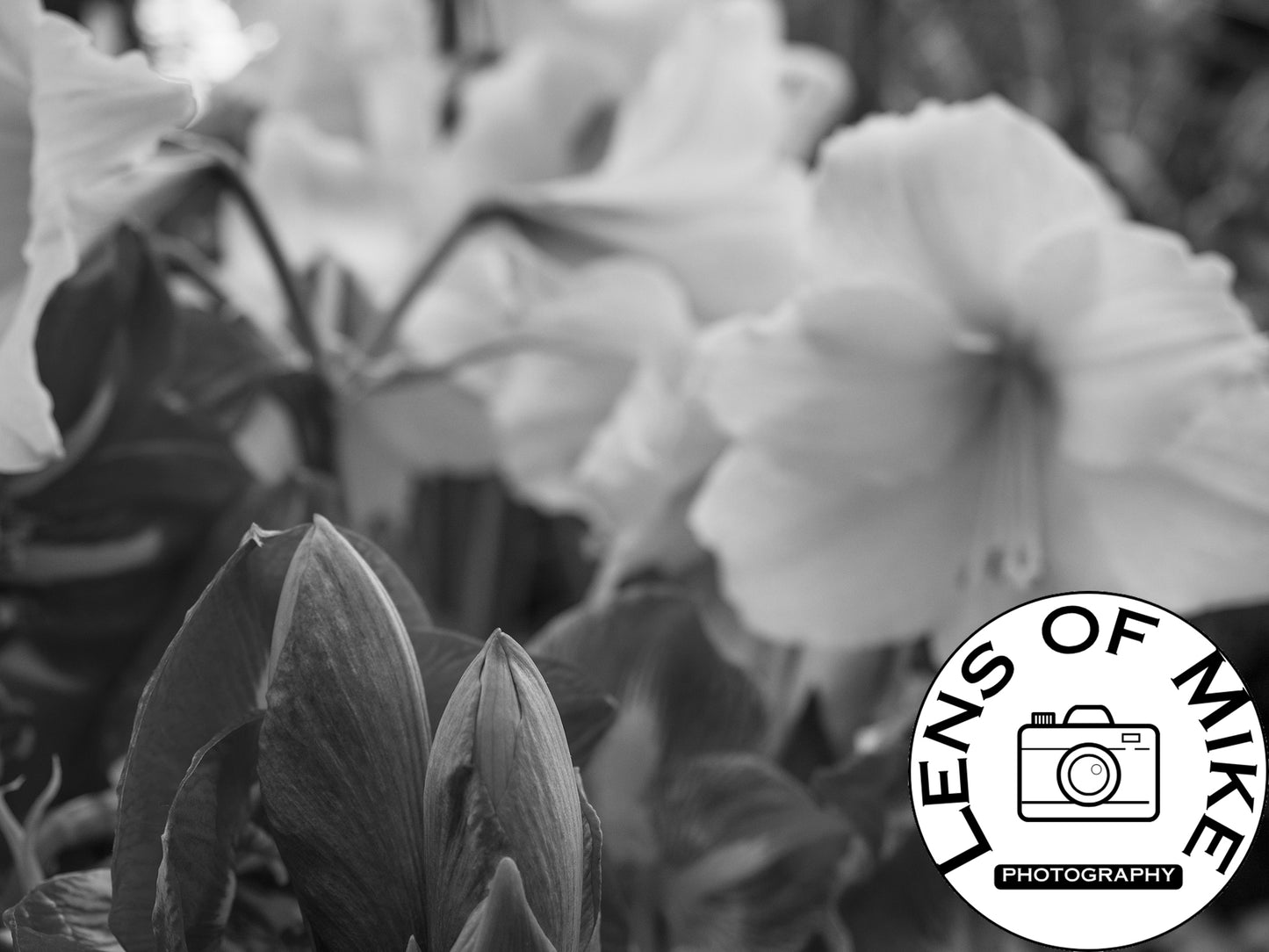 Amaryllis Flowers and Buds Black and White Print