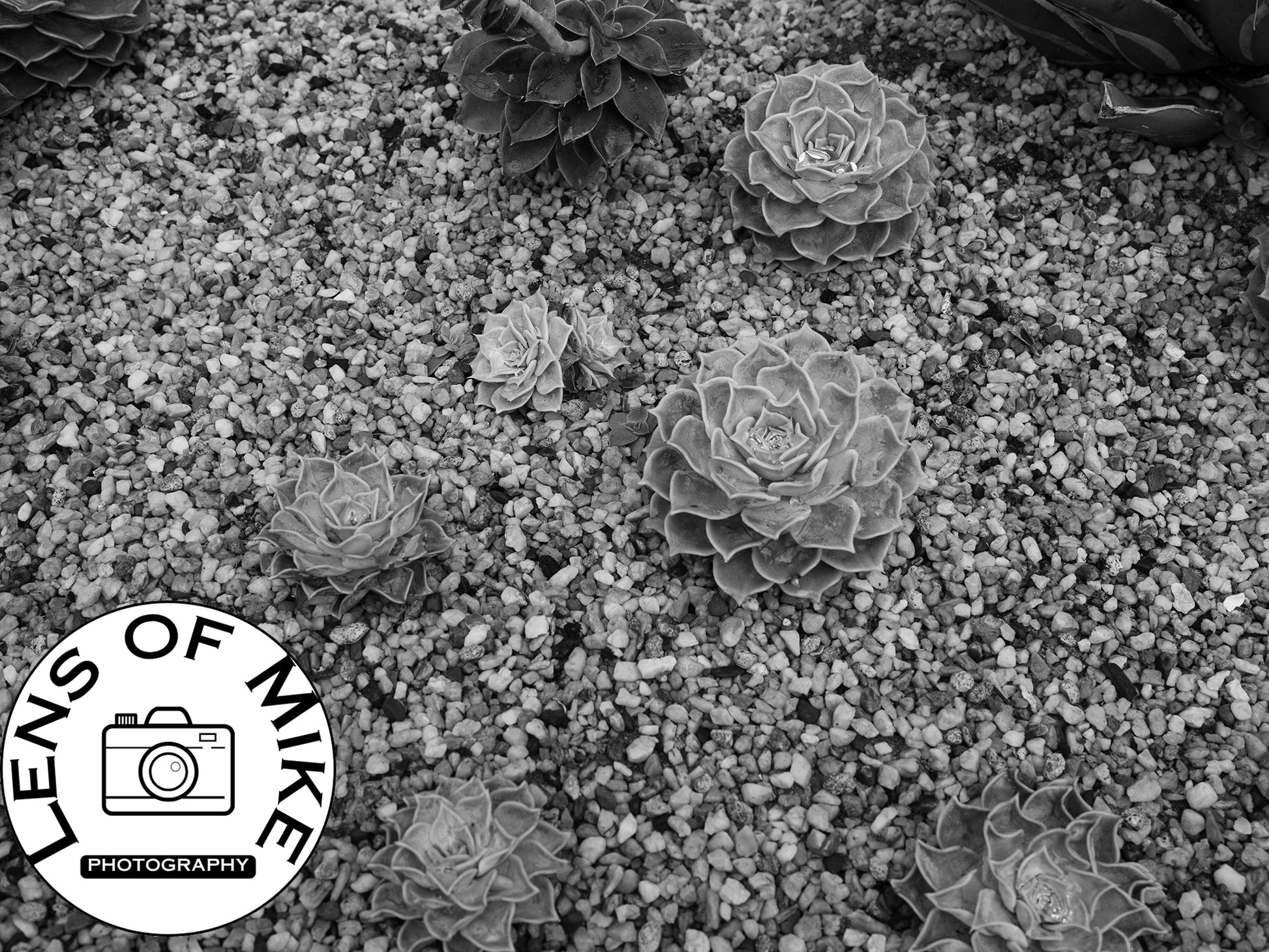 Echeveria Succulents in Gravel Black and White Print