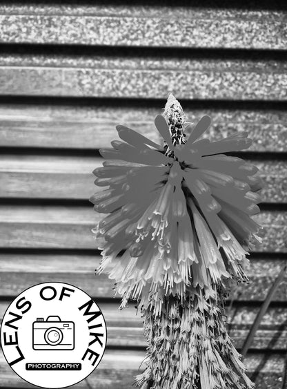 Red Hot Poker Flower Black and White Print