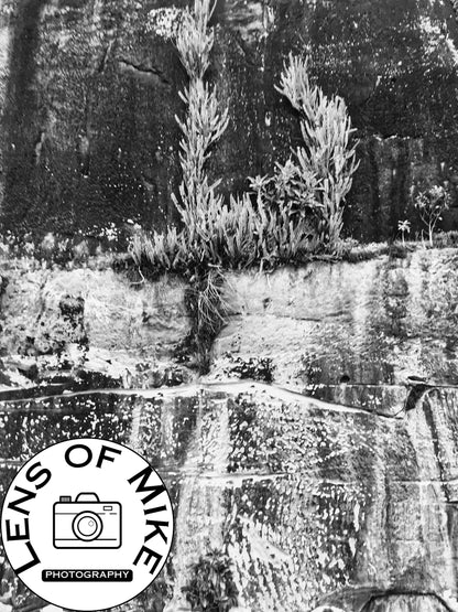 Resilient Plants on Weathered Rock Cliff Face Black and White Print